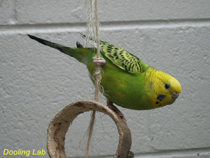 Understanding Budgerigar Song: Does the Order of Elements Have Significance?