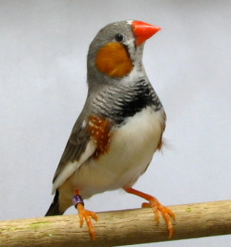 Music to Zebra Finch Ears: Which Acoustic Cues Do Zebra Finches Attend to When Listening to Song?