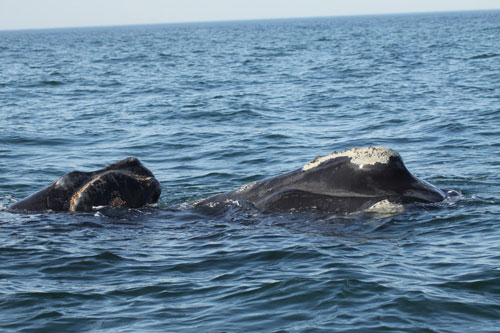 Female North Atlantic Right Whales Produce Gunshot Sounds