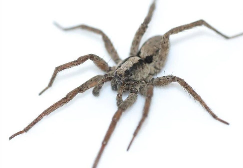 Can a spider “sing”? If so, who might be listening?