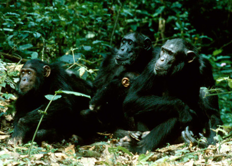 Chimpanzees Know When to Keep Quiet