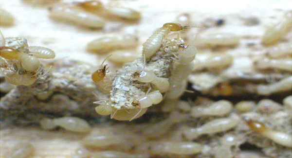 Termite Head-Banging: Sounding the Alarm