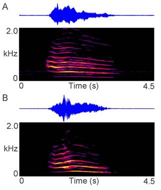 The Acoustic Features of the Long-Distance Advertisement Call Produced by the Amur (Siberian) Tiger